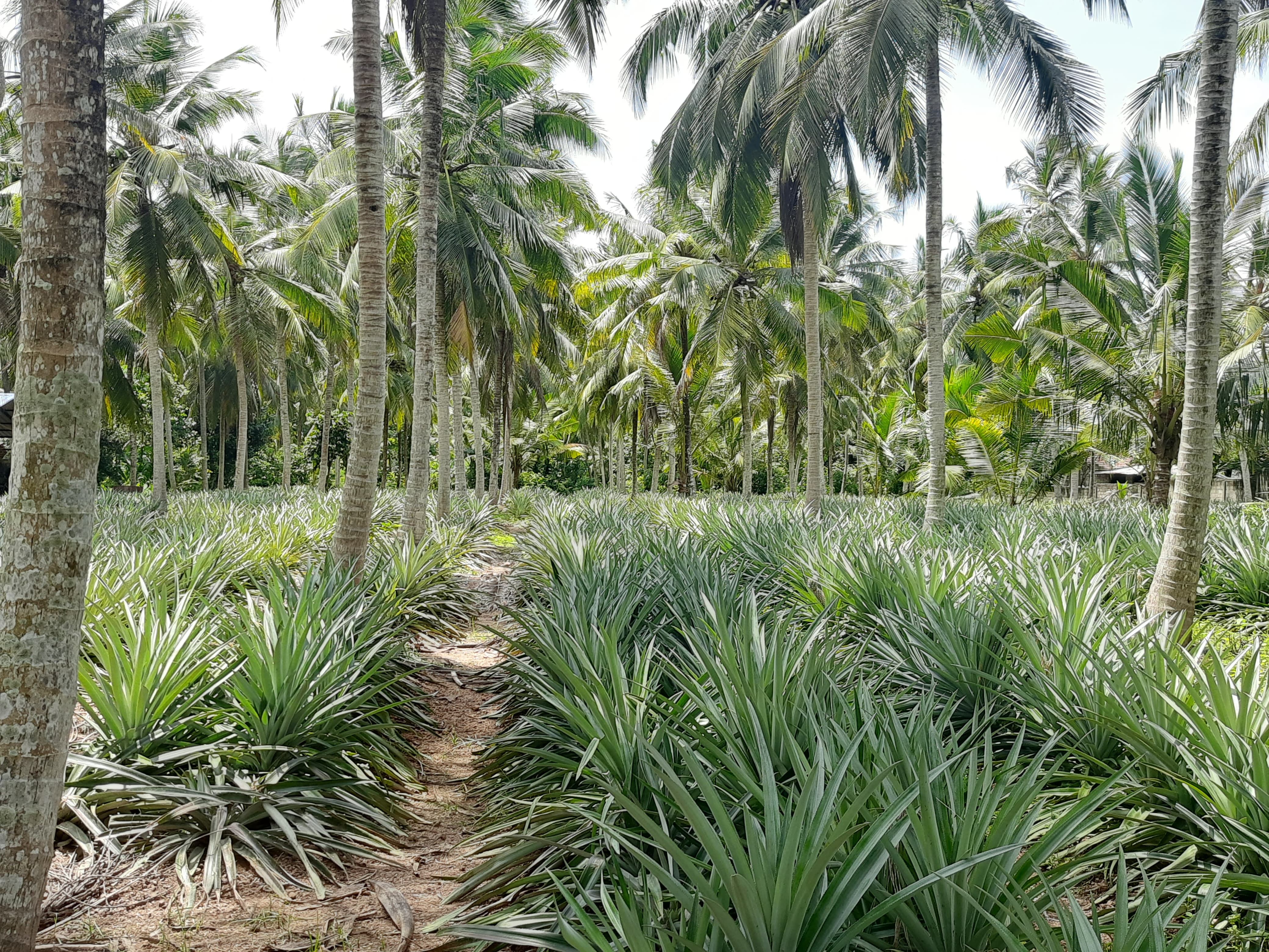 Planting organic pineapple shoots at Solax Pineapple Growers Sri Lanka farm